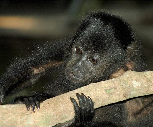 Baby Howler Monkey in Belize