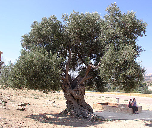 Sicilian Olive Tree