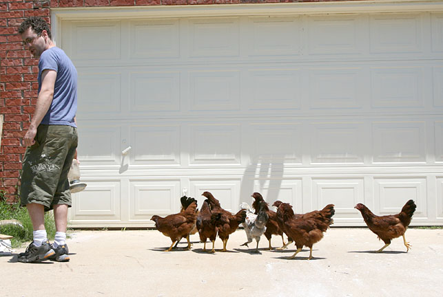 Ben Starr and his chickens