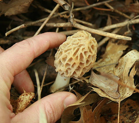 Where to Find Morel Mushrooms in Arkansas? 