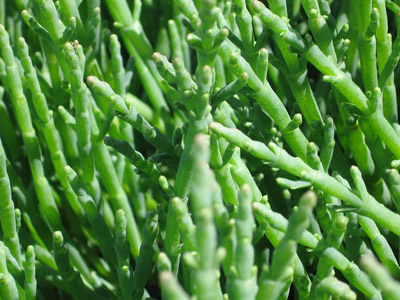 seaasparagus