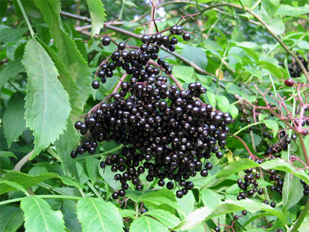 elderberry elderberries sambucus bush poison berries herb tale frank medicinal sp morningside help