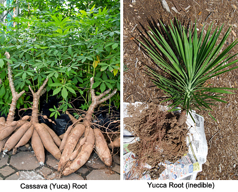 yucca yuca root plant cassava vs benefits difference between manioc latin name which