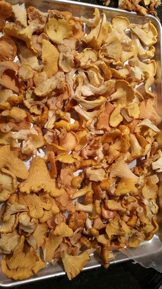 I must've gathered 10 pounds of chanterelles in several days early this June, they were EVERYWHERE!